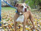 Adopt Thor a Pit Bull Terrier
