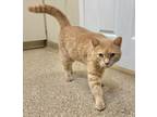 Adopt Punda a Domestic Short Hair