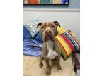 Adopt HUNK a American Staffordshire Terrier