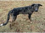 Adopt Hoss - AL a Catahoula Leopard Dog