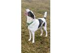 Adopt Pongo - PA a Catahoula Leopard Dog, Mixed Breed