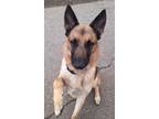 Adopt Jax a German Shepherd Dog