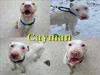 Adopt CAYMAN a Pit Bull Terrier