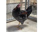 Adopt MAJOR MCGILLICUDDY a Chicken