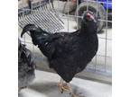 Adopt GENERAL JINGLES a Chicken