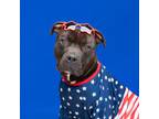 Adopt Ninja a Pit Bull Terrier, Mixed Breed