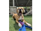 Adopt Maxwell a Pit Bull Terrier, Mixed Breed