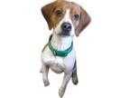 Adopt Brutus a Beagle