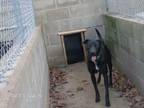 Adopt CAPTAIN a Black Labrador Retriever