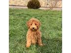 Cavapoo Puppy for sale in Nappanee, IN, USA