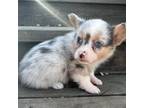 Bluie blue Merle