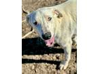 Adopt Quentin a Mixed Breed