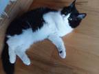 Adopt Rivera-2 a Tuxedo