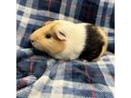 Adopt Baby a Guinea Pig