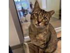 Adopt Grubhub a Domestic Short Hair