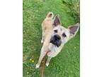 Adopt Snowplow a Akita, German Shepherd Dog