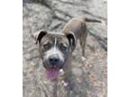 Adopt Harley a Pit Bull Terrier, Mixed Breed