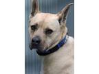 Adopt Tyson a Black Mouth Cur, Staffordshire Bull Terrier