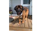 Adopt Rufus a Leonberger