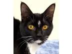 Adopt KITTEN CHANCE a Domestic Short Hair