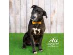 Adopt ACE a Labrador Retriever, Mixed Breed