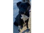 Adopt Pip a Black Labrador Retriever, Australian Cattle Dog / Blue Heeler