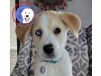 Adopt Lucky ** Spring Special** a Great Pyrenees