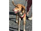 Adopt Red a Hound