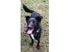 Adopt Loki - The Smiling Pup a Shepherd, Border Collie