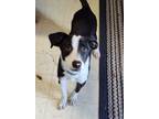 Adopt Louie a Border Collie