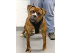 Adopt ROMEO a Boxer