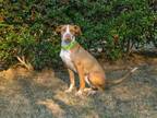 Adopt Provolone a Coonhound, Boxer
