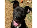 Adopt Joey a Boxer, Pit Bull Terrier
