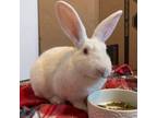 Adopt Trouble a Mini Rex