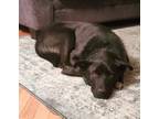 Adopt CHIN a Black Labrador Retriever