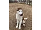 Adopt Nolan a Siberian Husky, Alaskan Malamute