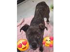 Adopt Blue a Pit Bull Terrier