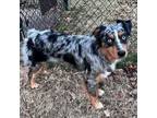 Adopt Huck a Australian Shepherd