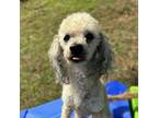 Adopt Towy a Poodle