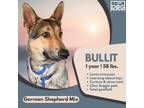 Adopt Bullit a German Shepherd Dog, Alaskan Malamute
