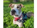 Adopt Marbles a Pit Bull Terrier, Whippet