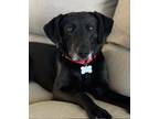 Adopt Atlas a Labrador Retriever, Weimaraner