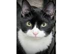 Adopt Ruben a Domestic Short Hair