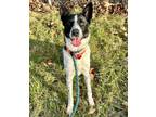 Adopt Atlas a Border Collie, Mixed Breed