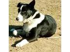 Adopt Pace a Border Collie