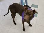 Adopt Abel a Pit Bull Terrier