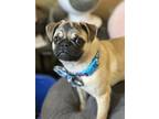 Adopt Noodle a Pug