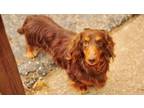 Adopt Brownie a Dachshund