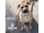 Adopt Batman a Anatolian Shepherd, Boxer