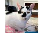 Adopt BonBon a Turkish Van